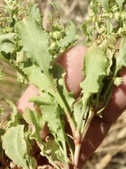 Rumex dentatus
