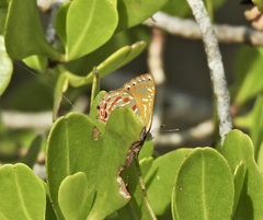 Hypochrysops apelles