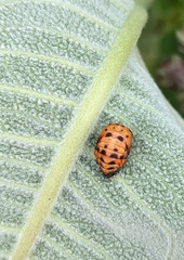 Hippodamia tredecimpunctata