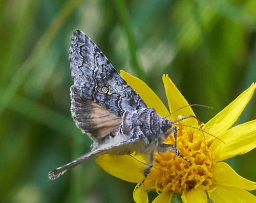 iNaturalist observation photo of Plusiine Looper Moths
