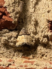Cobubatha dividua