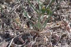Eriogonum watsonii
