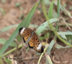Acraea oncaea