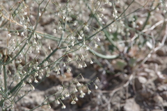 Eriogonum watsonii