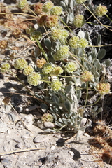 Eriogonum anemophilum
