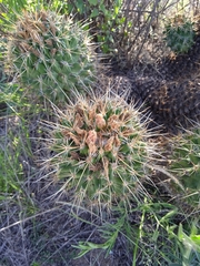 Coryphantha octacantha