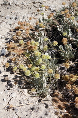 Eriogonum anemophilum