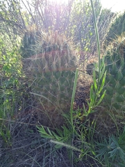 Coryphantha octacantha