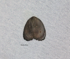 Hemonia rotundata