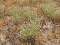 Atriplex argentea expansa