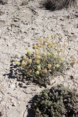 Eriogonum anemophilum