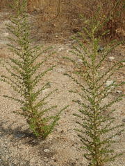 Deinandra mohavensis