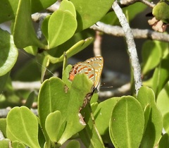 Hypochrysops apelles
