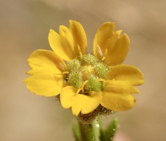Deinandra mohavensis