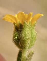 Deinandra mohavensis