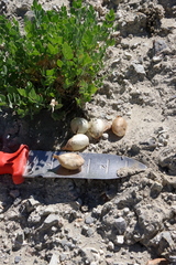 Astragalus megacarpus