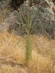 Deinandra mohavensis