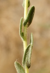 Deinandra mohavensis