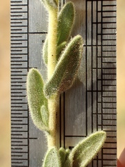 Deinandra mohavensis
