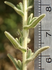 Deinandra mohavensis