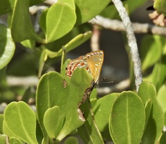 Hypochrysops apelles