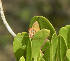 Hypochrysops apelles