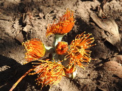 Eucalyptus miniata