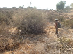 Lycium parishii parishii