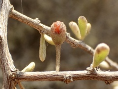 Lycium parishii parishii