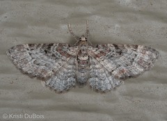 Eupithecia mutata