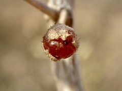 Lycium parishii parishii