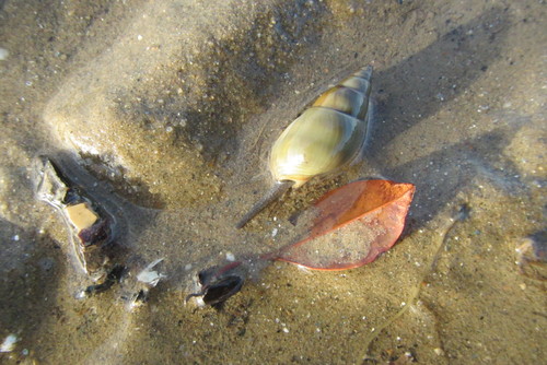 Nassarius dorsatus
