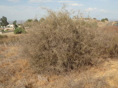 Lycium parishii parishii