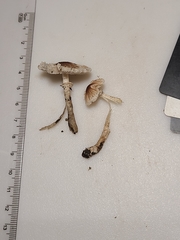 Leucoagaricus coerulescens