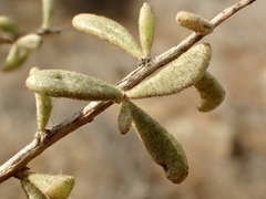 Lycium parishii parishii