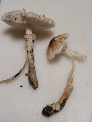 Leucoagaricus coerulescens