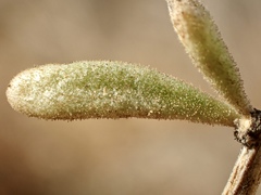 Lycium parishii parishii