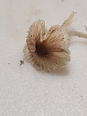 Leucoagaricus coerulescens