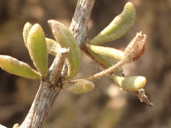 Lycium parishii parishii