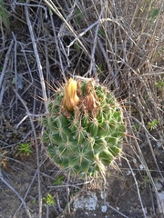 Coryphantha octacantha