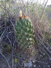 Coryphantha octacantha