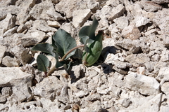 Asclepias cryptoceras