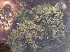 Chondrus