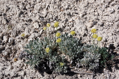 Eriogonum anemophilum