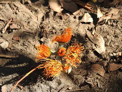 Eucalyptus miniata