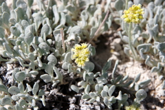 Eriogonum anemophilum