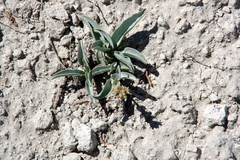 Penstemon immanifestus