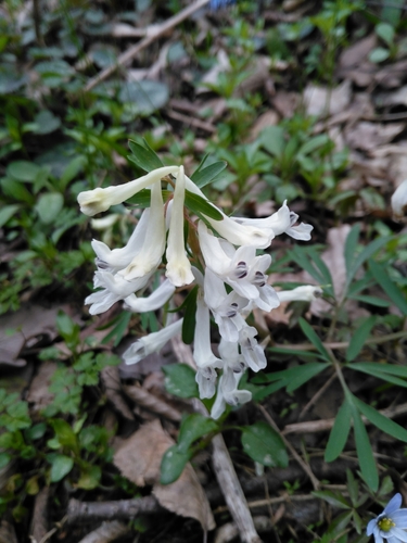 Corydalis angustifolia, photograph 5