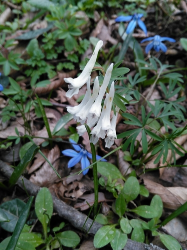 Corydalis angustifolia, photograph 6