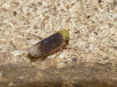 Polyamia apicata